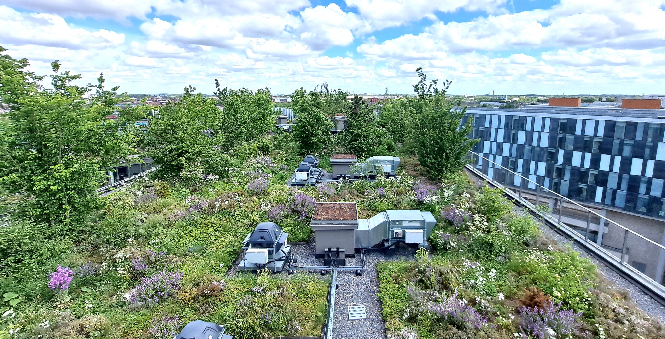 OASISArbres_ProjetBIOTOPE_SiEgeMEtropoleLille.jpg