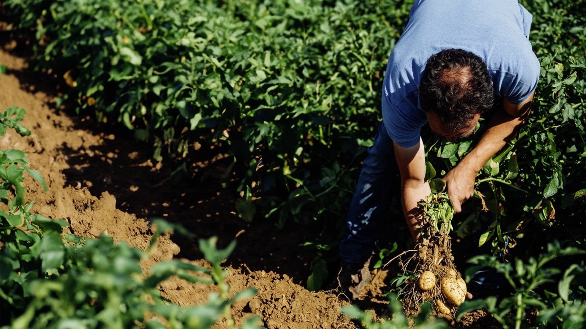 McCAIN-agricultureregenerative.jpg McCAIN-agricultureregenerative.jpg